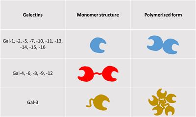 Galectins as pivotal components in oncogenesis and immune exclusion in human malignancies